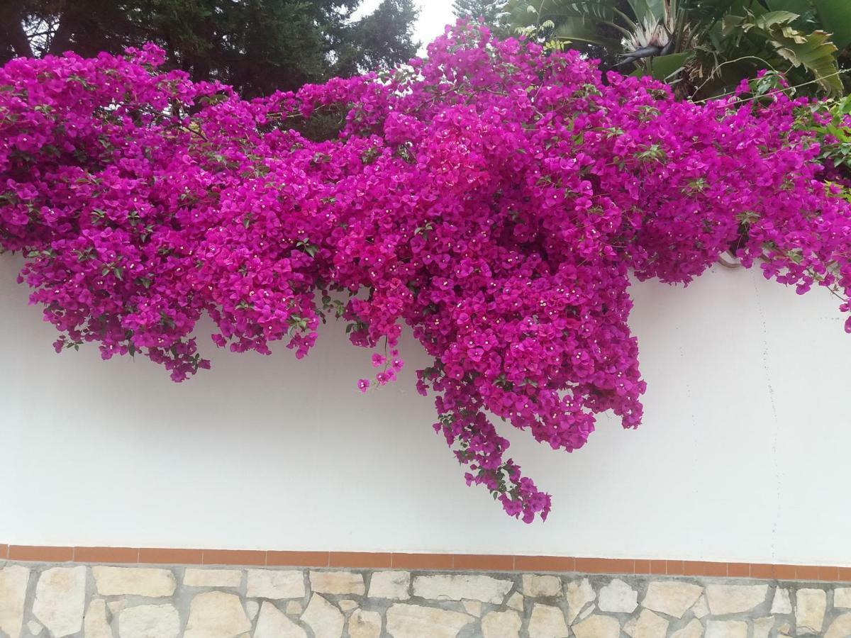 La Casa Del Nonno Bed and Breakfast Μιλάτσο Εξωτερικό φωτογραφία